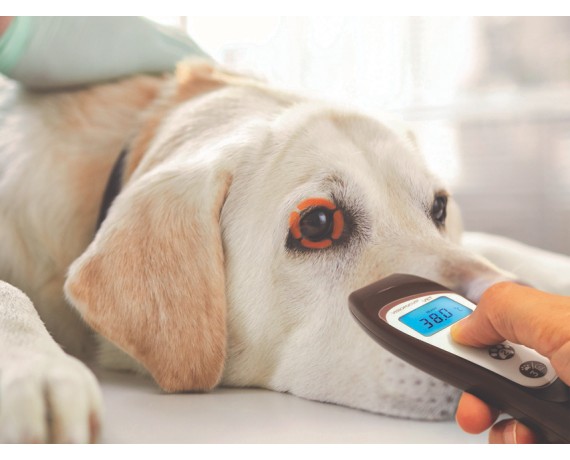 Termómetro veterinario sin contacto Bluetooth VISIOFOCUS VET Equipo veterinario Gima 80457